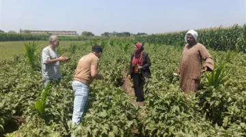 مبادرة «ازرع» تعزز الأمن الغذائي الوطني عبر تحفيز زراعة القمح المستدامة